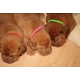 thumbnail image 3 of 12 Colors Identification ID Collars Bands Whelp Puppy Kitten Dog Pet Cat, 3 of 7