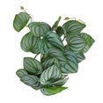 thumbnail image 3 of Reptiles Simulation Laisse Décoration, Fausses Feuilles en Plastique Fade Résistant Naturel Couleur des Feuilles pour Reptile Réservoir, 3 of 8