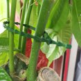 thumbnail image 4 of HOARBOEG 100pc 13/23cm Multipurpose Green Binding Tree Vines Plastic Fixed Horticultural Binding Strap Garden Fish Bones Binding Line, 4 of 6