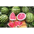 thumbnail image 3 of HJADGG Ultimate Melon Multi Seed Pack Collection- 100+ Melon Seeds-6 Varieties-Heirloom, 3 of 7