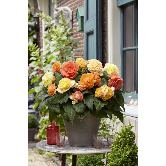 TASC Flower Bulbs - Begonia Double Pastel Assorted