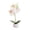 White, variant on Binwennn Roses Bonsai Indoor Orchid Bonsai Tranquilit