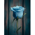 thumbnail image 1 of Blue Rose Floral Inspirational Canvas Wall Art 15.75x11.81 Inches, 1 of 8