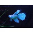 thumbnail image 4 of Thinsony Poissons Rouges Artificiels Lumineux pour Aquariums Tan Rouge 1Set, 4 of 6