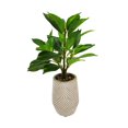 thumbnail image 3 of Plante mince de Lerman Decor en pot en zigzag, 3 of 5