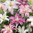 thumbnail image 1 of Flower Bulbs - Lilium Oriental Hybrid Roselily Assorted (12 Bulbs), 1 of 1