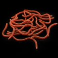 thumbnail image 2 of Bgsha 20pcs Artificial Earthworm Fishing Lure 8cm 10cm Simulation Earthworm Soft Bait, 2 of 5