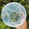 thumbnail image 3 of Plant Pot Transparent Thickened Large Capacity Breathable DIY Plant Plastic Permeable Tall Flower Pot Greenery Accessories, 3 of 7
