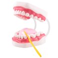 thumbnail image 1 of Mouth Model Speech Therapy with Movable Tongue, 1 of 7