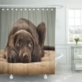 thumbnail image 1 of SUTTOM Beautiful Adorable Chocolate Lab Puppy Sweet Pretty Cute Labrador Shower Curtain 60x72 inch, 1 of 1