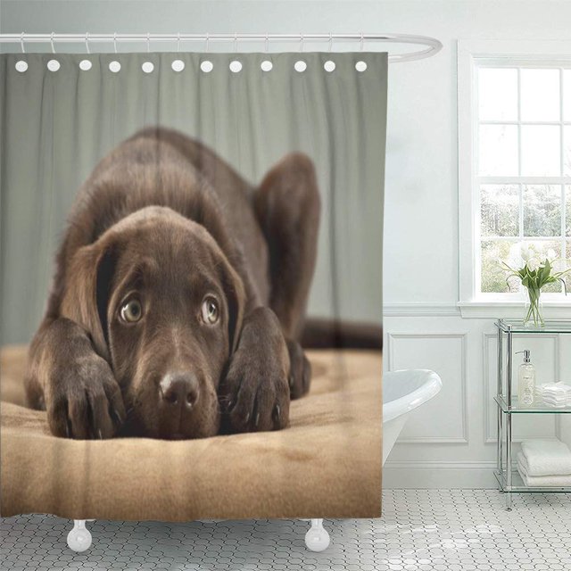SUTTOM Beautiful Adorable Chocolate Lab Puppy Sweet Pretty Cute Labrador Shower Curtain 60x72 inch