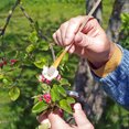 thumbnail image 4 of 8 Pcs Outil de Pollinisation Manuel Pollinisateur Portable Extérieur Plante Pollinisateur, 4 of 5