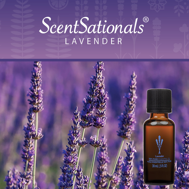ScentSationals, 100% huile, Lavande