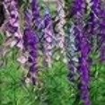 thumbnail image 3 of Outsidepride Delphinium Larkspur Rocket Wild Flowers - 1 LB, 3 of 4