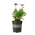 thumbnail image 2 of GROWTH TANK Flower seed Flowerpot Nursery Pot Flower Plant Pots Plant Container Gallon Basin M, 2 of 5