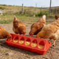 thumbnail image 4 of Automatic Poultry Feeder Trough for Chicks Quail Small Birds Feed Dispenser Adjustable Durable Plastic Outdoor Bird Care Tool, 4 of 5