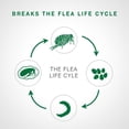 thumbnail image 3 of Advantage II Flea Treatment for Small Cats (6 doses), 3 of 7