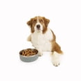 thumbnail image 2 of One Paw, Small Double Stainless Steel Dog Bowl, 1.3L (44 oz), 2 of 5