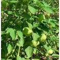 thumbnail image 2 of 200 Grandes Graines de TOMATILLO Vert Rio VERDE Physalis Ixoxcarpa Légumes, 2 of 5