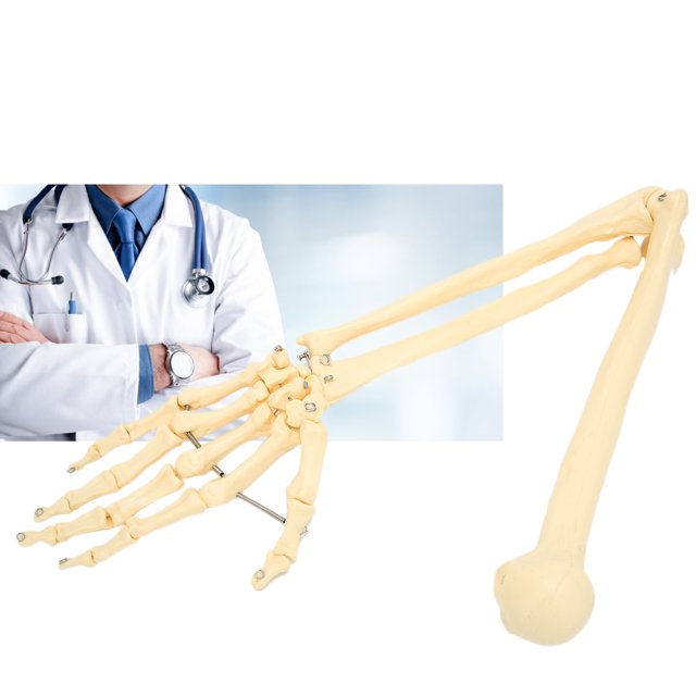 Modèle d'Os de Bras, Modèle d'Os de Bras Humain pour Docteur-patient Explication Pratique