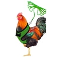 thumbnail image 4 of Chicken Leash Pet Chicken Leash Pet Leash, 4 of 5