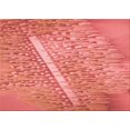 thumbnail image 1 of Ahgly Company Machine Washable Indoor Rectangle Transitional Fire Engine Red Area Rugs, 2' x 3', 1 of 7