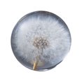 thumbnail image 1 of Youkk Résine Fleur de Rêve Boule de Cristal Magique Partout Design Unique et Exquis Cadeau Pissenlits 9cm 1Ensemble, 1 of 6