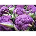 thumbnail image 3 of HJADGG 100+ Chou-Fleur Chou Modika Sicile-Légumes Violet, 3 of 8