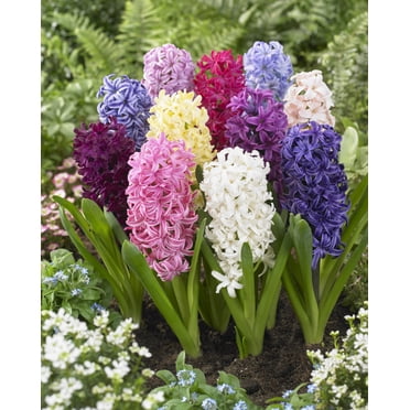 Tasc Hyacinth ‘Orientalis’ Assorted Flower Bulbs – Perennial Spring-Blooming Hyacinth Bulbs
