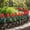 Red, variant on Plastic Garden Edging, 6 Pack Flower Bed Border Fence for Pathways Yard