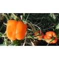 thumbnail image 2 of 50 Graines de Poivron ORANGE Sun Doux Capsicum Légumes, 2 of 5