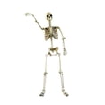 thumbnail image 3 of GUOOL Halloween Skeleton Horror Prop Ornament Flexible for Party Outdoor Festivals 90cm, 3 of 9