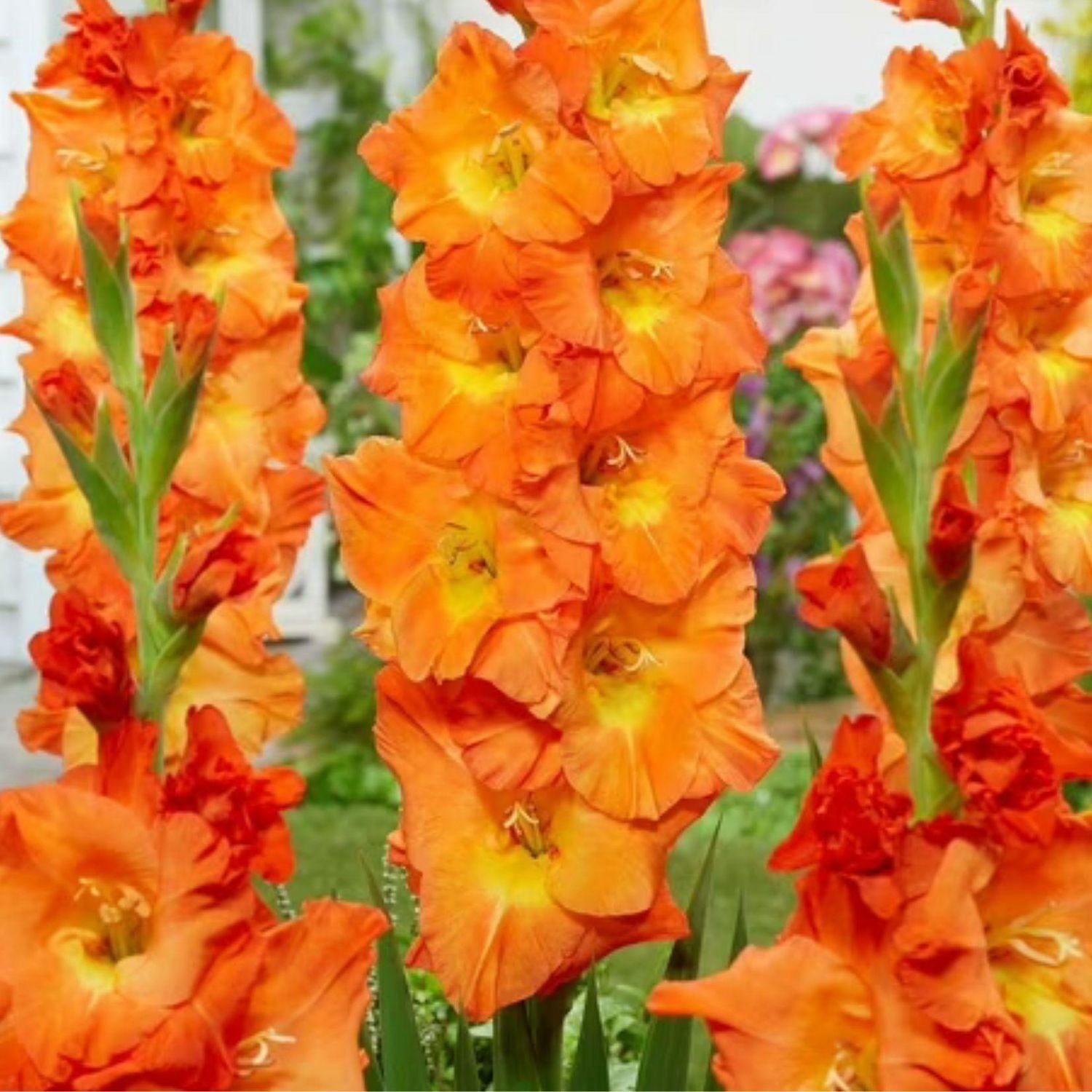 TASC Flower Bulbs Gladiolus Large Flowering Botswana