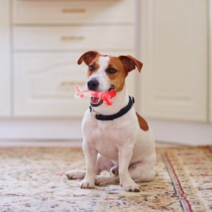 UPGRATOR Dog Toy Pack TPR 1Pcs For Red and White Playtime