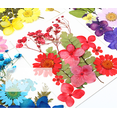thumbnail image 3 of Natural Real Dried Flower Plants For Candle Epoxy Resin Jewelry Making Craft DIY, 3 of 7
