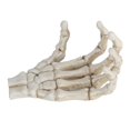 thumbnail image 4 of Plastic Skeleton Hands,Halloween Skeleton Hands High Human Hand Skeleton Model Halloween Skeleton Hands Ultra Responsive, 4 of 14