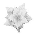 thumbnail image 4 of 5PCS Big sharp corner Christmas plus flower surround plastic three-dimensional artificial flower Decoration Ornaments, 4 of 24