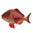 thumbnail image 2 of HILABEE Figurines d'Animaux Réalistes Action Marine Jouets Éducatifs Rouge Rouge Vivaneau, 2 of 9