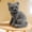 blue cat plush toy Under $5 a3, variant on Kadlawus Sitting Head-Tilted Cat PlushToy, Tabby Cat Blue Cat Stuffed Animal, Soft Cuddly Soothing Doll forKidsBedroom Living Room Decor