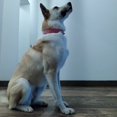 thumbnail image 3 of Collier pour Chien en Cuir avec Rivets Cloutés pour Chats Chiots Petits Moyens Animaux Rouge 51*3.0CM, 3 of 8