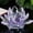 Violet, variante sur Czzoypi Presse-Papiers Fleur de Lotus en Cristal, Ornement de Déco Feng Shui Conducteur d'Énergie, Figurine en Verre Artisanale pour Bureau à Domicile Porte-Bonheur, Bleu