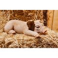 thumbnail image 1 of Hi- Line Gift 87686-A Statue de Cochon Endormi, 1 of 5