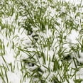 thumbnail image 1 of No-Till Winter Rye Seeds - 5 Lbs - Non-gMO Rye grain cover crop Seeds by Mountain Valley Seed company, 1 of 4