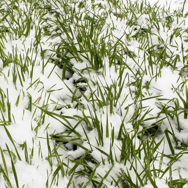 No-Till Winter Rye Seeds - 5 Lbs by Mountain Valley Seed Company, displayed as green rye grass sprouting through snow. These non-GMO cover crop seeds are ideal for winter fields, preventing soil erosion and compaction with deep roots that improve soil tilth. Often paired with legumes like vetch or field peas for enhanced soil health.