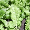 thumbnail image 1 of Garden Cress Seeds for Planting Large Leaf 500 Seeds, 1 of 8