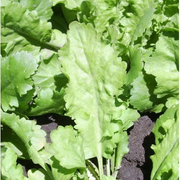 Garden Cress Seeds for Planting Large Leaf 500 Seeds
