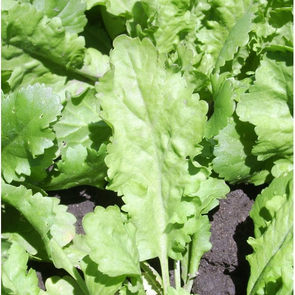 Garden Cress Seeds for Planting Large Leaf 500 Seeds
