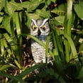 thumbnail image 2 of SERENABLE Hibou Cornu Réaliste Chasse Statue de Leurre Extérieur Jardin 6 Pcs, 2 of 9