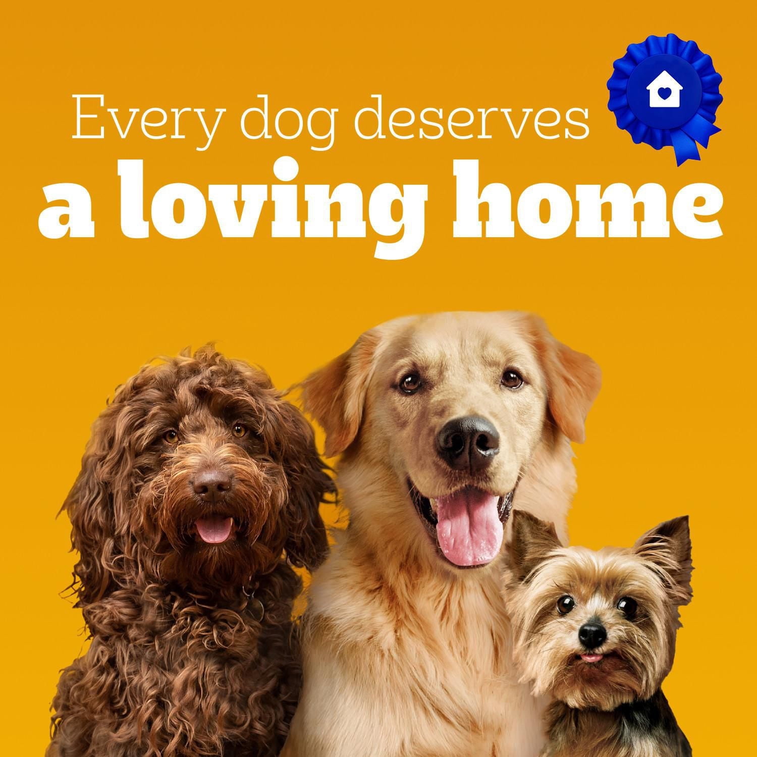 PEDIGREE DENTASTIX Gâteries de soins buccodentaires saveur de bœuf pour chiens adultes de race moyenne – réduisent l’accumulation de plaque et de tartre, 40 bâtonnets