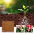 thumbnail image 4 of EIGTHTAIL Breathable Bonsai Tree Soil  Coir Fiber  0.16 lbs, 4 of 9
